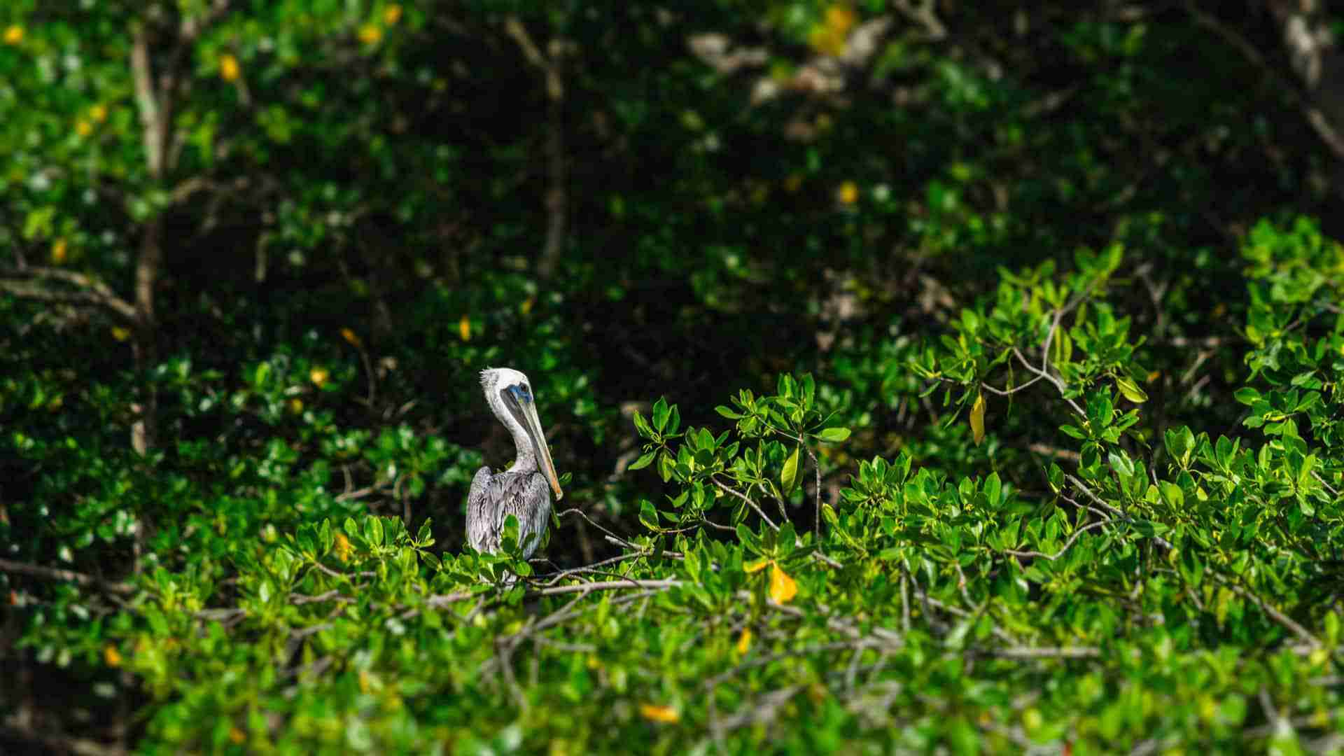 Pelican Los Micos Lagoon