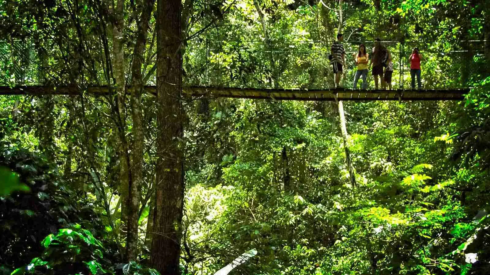 Coffee Tour Hanging Bridge