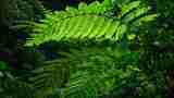 Cusuco-ferns