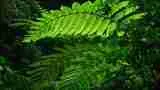 Cusuco-ferns