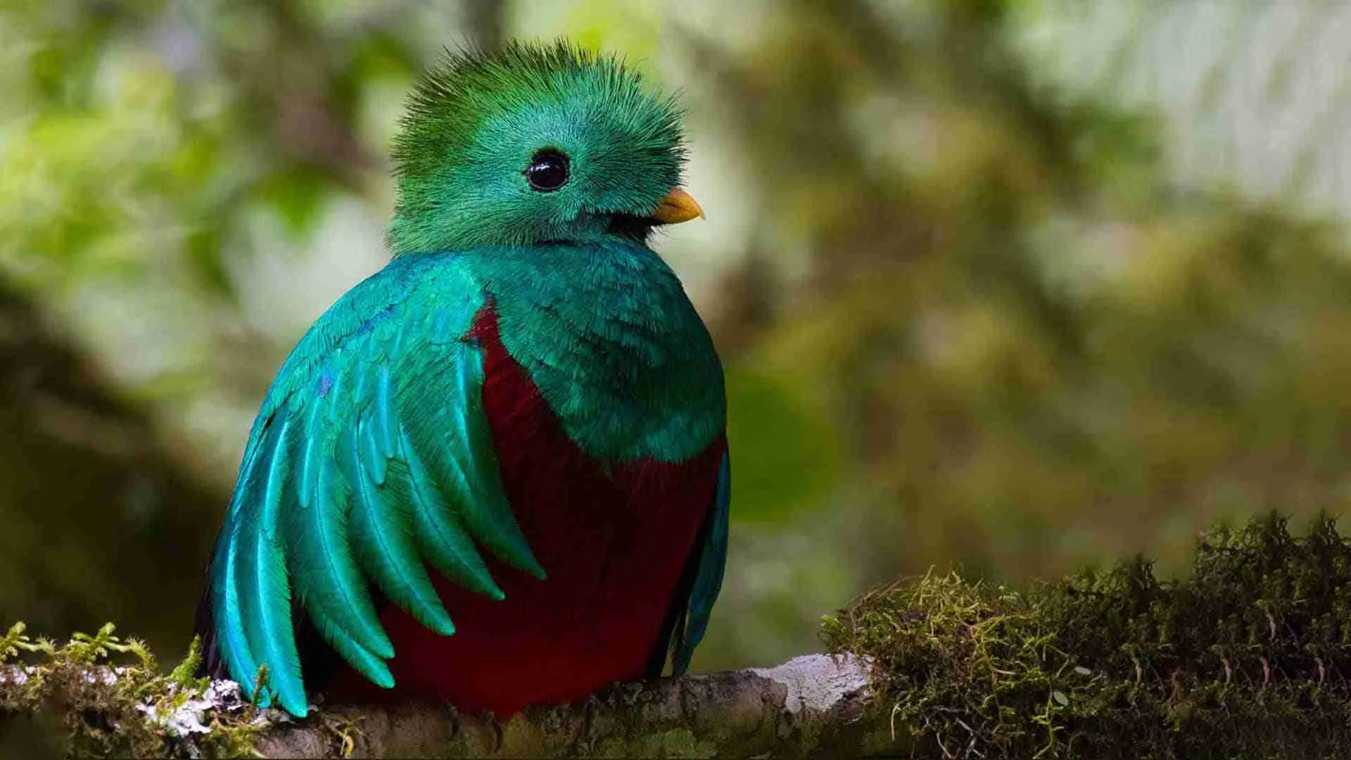 Resplendent Quetzal