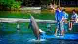 Roatan Dolphin Encounter