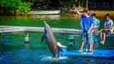 Roatan Dolphin Encounter