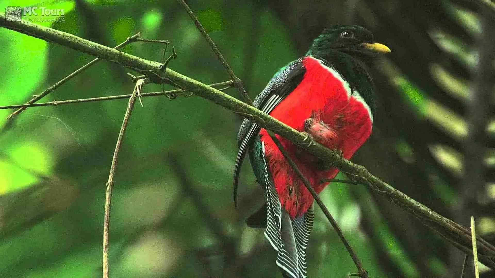 Collared trogon, Lake Yojoa