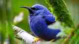 Shining Honeycreeper